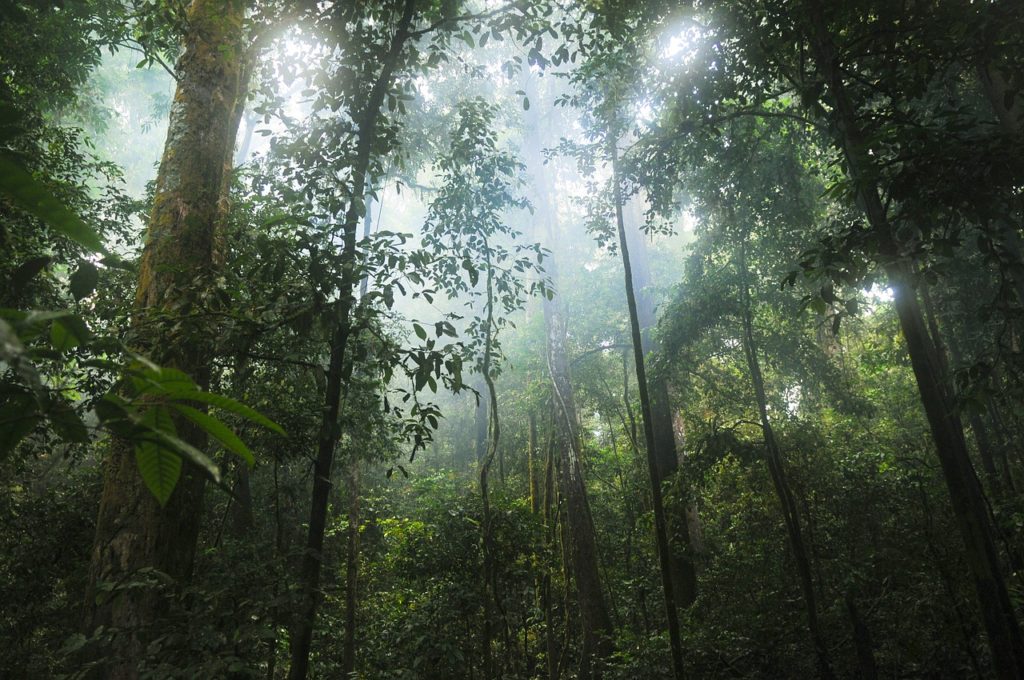 Panama Rainforest